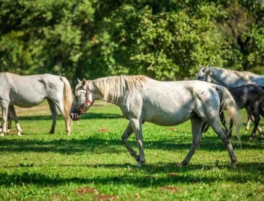Balade en attelage avec des chevaux percherons