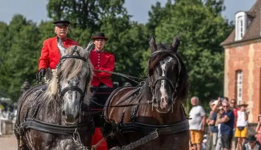 Découverte des ânes et chevaux normands