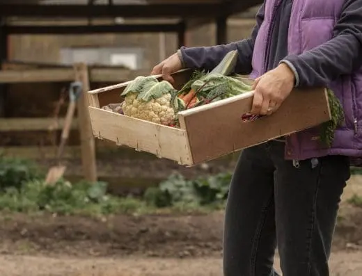 Résilience aimantaire et auto production au potager
