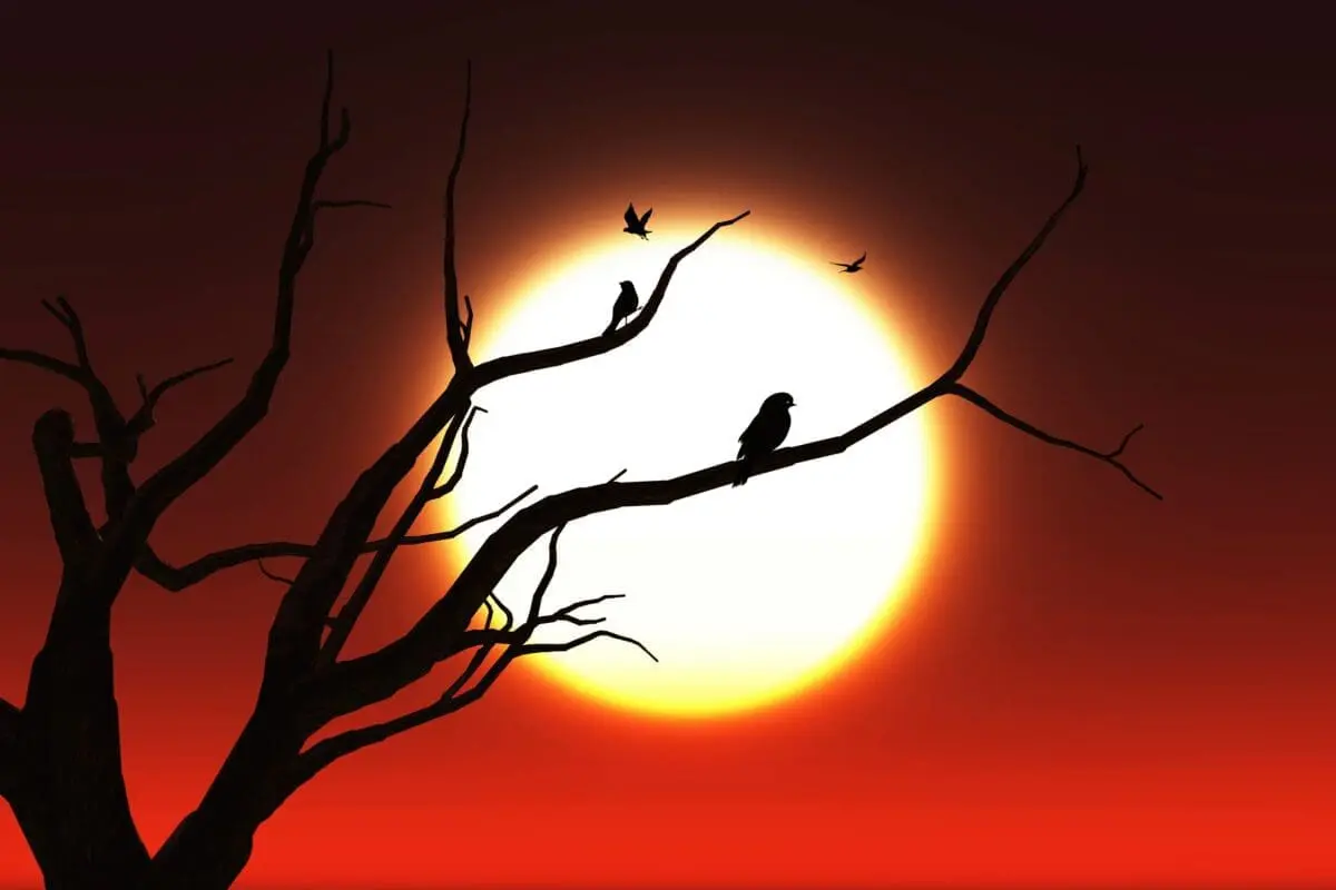 Engoulevent, oiseau-esprit du crépuscule