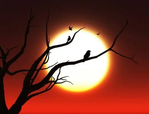 Engoulevent, oiseau-esprit du crépuscule