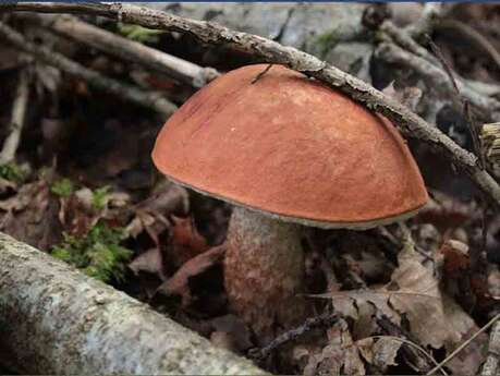 Sortie Mycologique