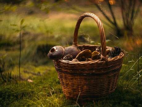 Initiation à l&rsquo;étude des champignons de nos forêts