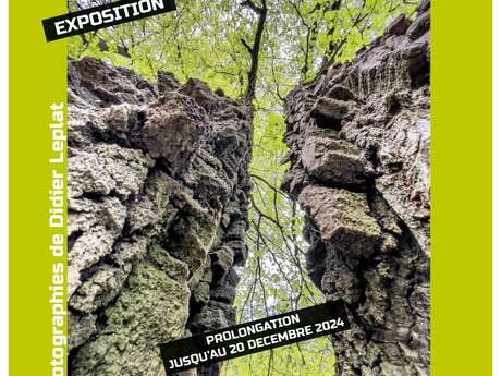 Exposition de photographies – Ma forêt