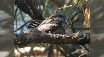 Sortie pédestre Les oiseaux forestiers…