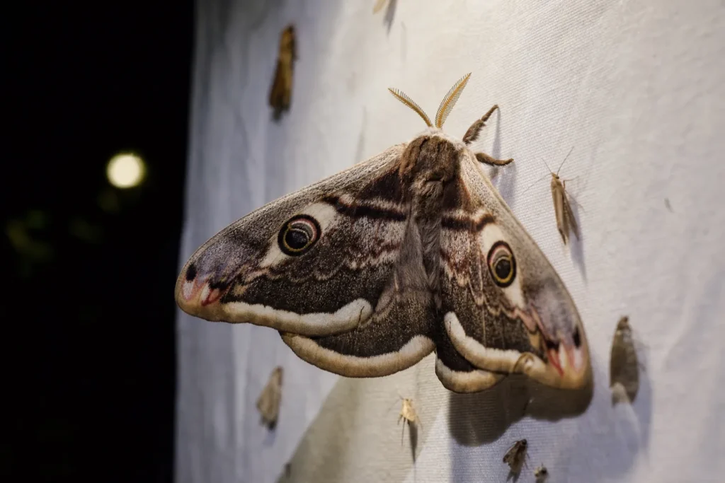 Observation des papillons de nuit