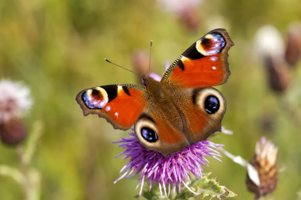 Rendez-vous nature : À la découverte des papillons de la Réserve de Bresolettes
