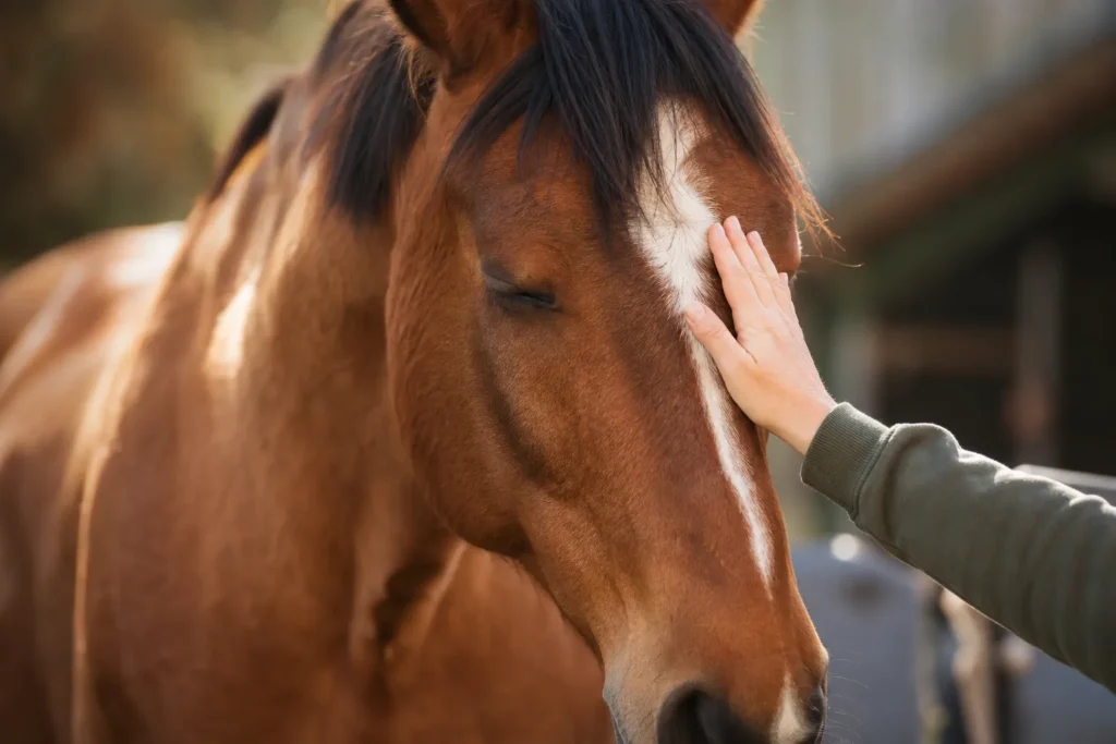 Journée EQUIBOOSTER « Paroles de cheval »