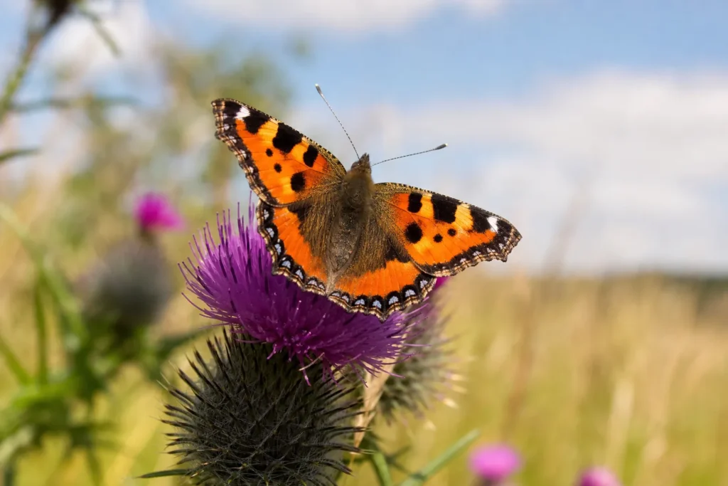 Balade nature – Chasse aux papillons
