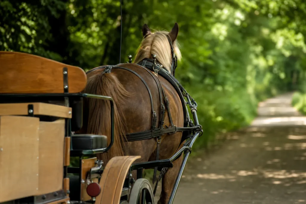 Balade en attelage à La Perrière et en forêt de Bellême