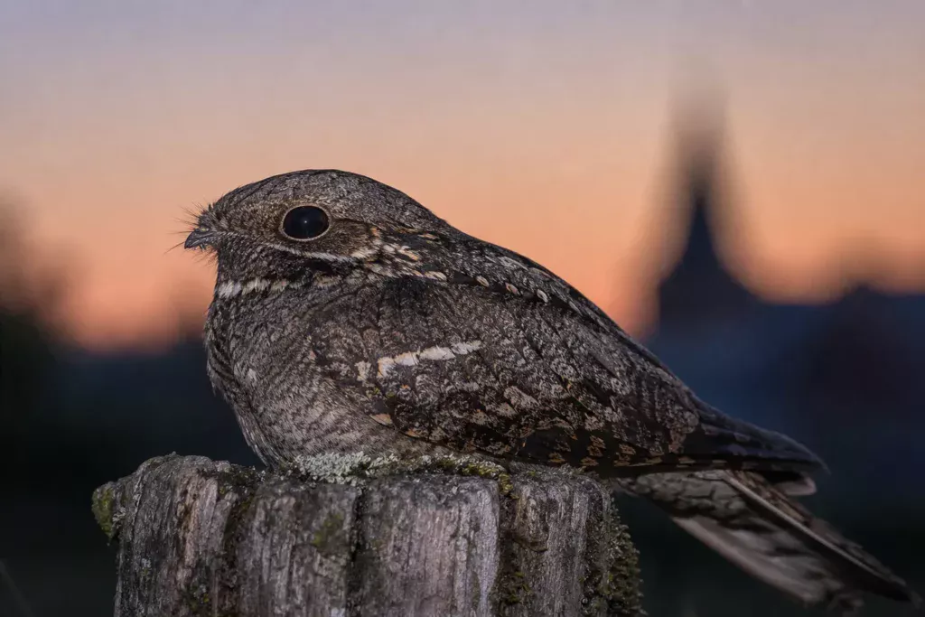 Engoulevent, oiseau-esprit du crépuscule