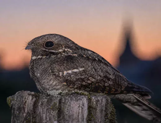 Engoulevent, oiseau-esprit du crépuscule