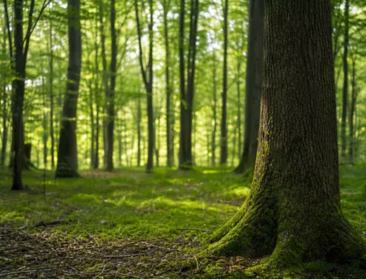 Bain de forêt Forêt Parents Enfants