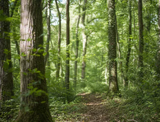 Bain de forêt Adultes