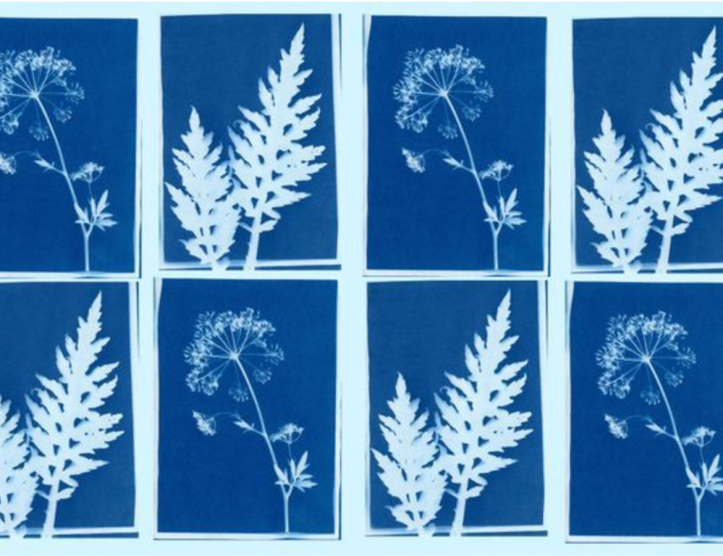 Atelier Cyanotype