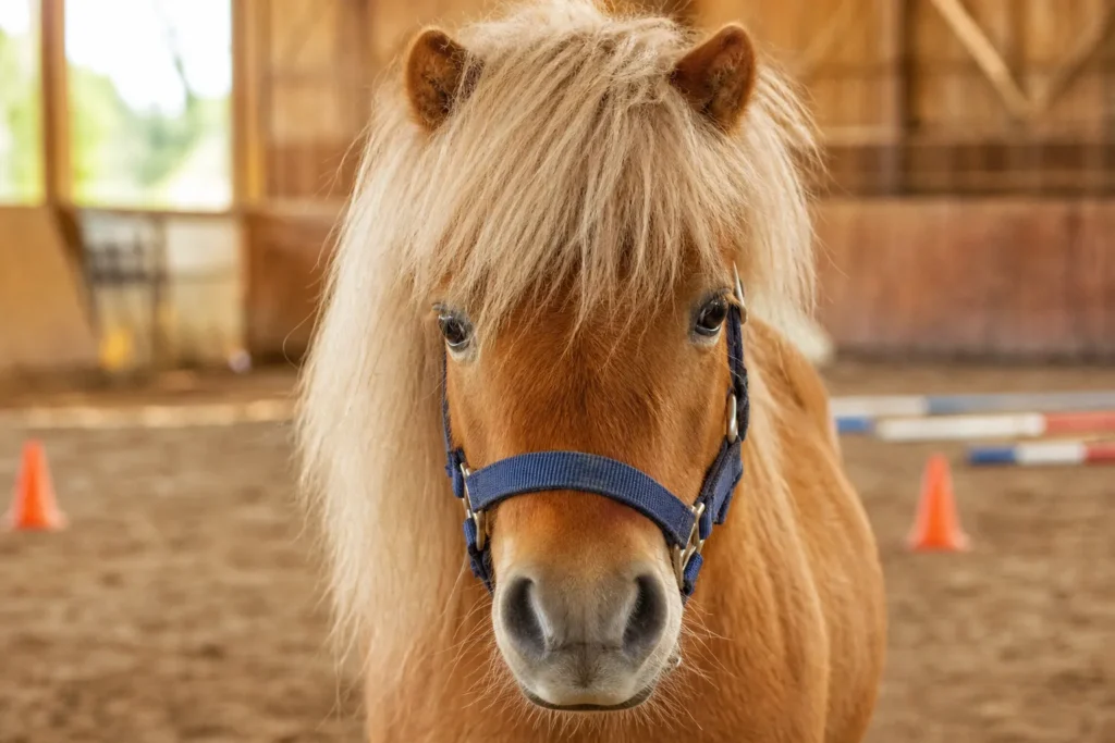 Les mercredis Poney pour tous