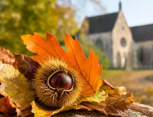 Festival d&rsquo;Automne